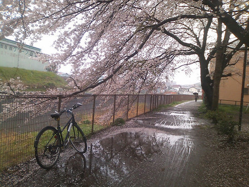resize1535_raining_sakura.jpg